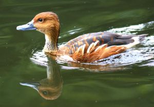 Eine sich im Wasser spiegelnde Ente
